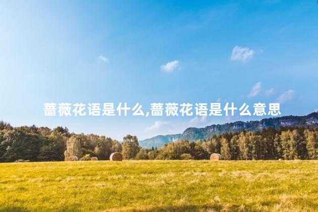 蔷薇花语是什么,蔷薇花语是什么意思