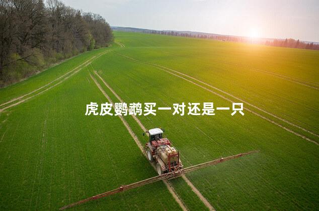 鹦鹉买一对还是一只好，虎皮鹦鹉买一对还是一只
