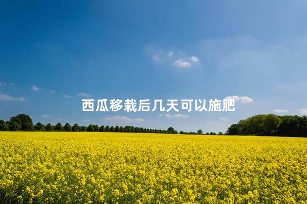 西瓜移栽后几天可以施肥 西瓜种植施肥的时候要注意什么