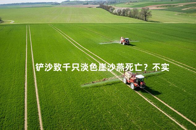 铲沙致千只淡色崖沙燕死亡？不实