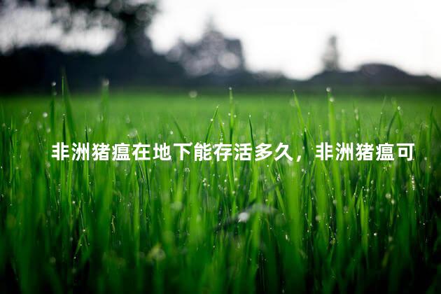 非洲猪瘟在地下能存活多久，非洲猪瘟可以在地下存活多久啊