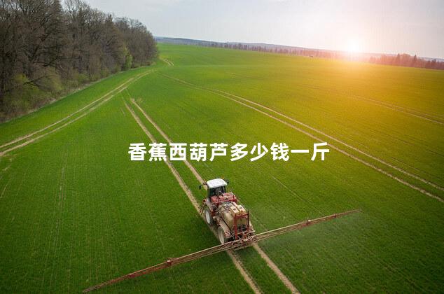 香蕉西葫芦多少钱一斤