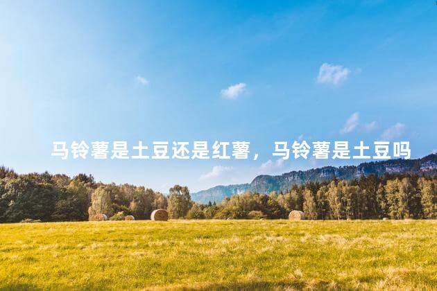 马铃薯是土豆还是红薯，马铃薯是土豆吗有什么区别