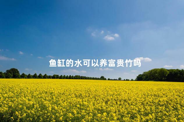 鱼缸的水可以养富贵竹吗
