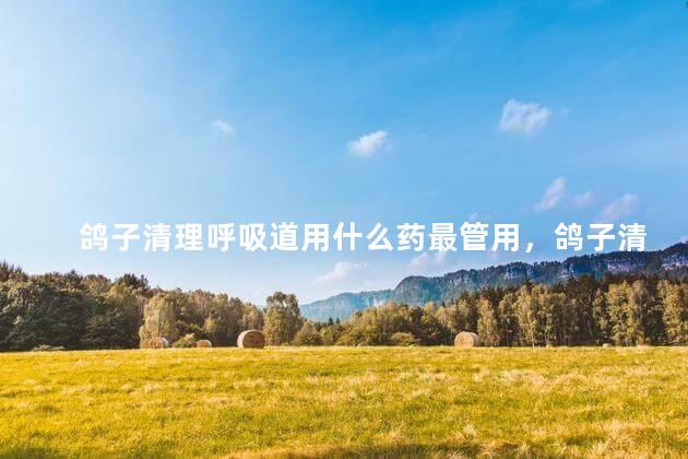 鸽子清理呼吸道用什么药最管用，鸽子清理呼吸道用什么药好