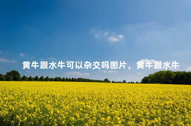 黄牛跟水牛可以杂交吗图片，黄牛跟水牛可以杂交吗视频