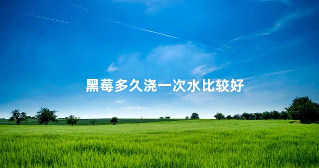 黑莓多久浇一次水比较好 草莓几天浇一次肥