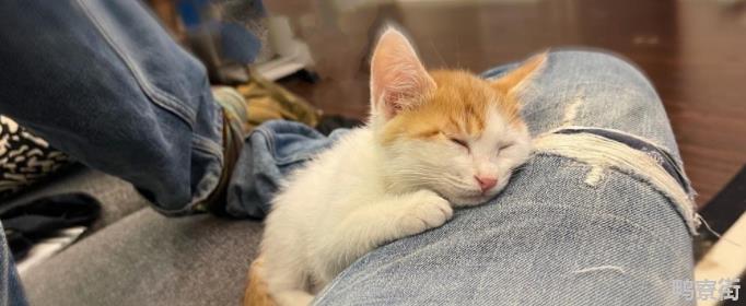 猫为什么爱挨着人睡