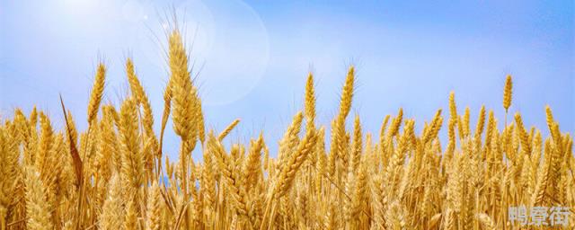 戊唑醇能拌小麦种吗 戊唑醇用法用量