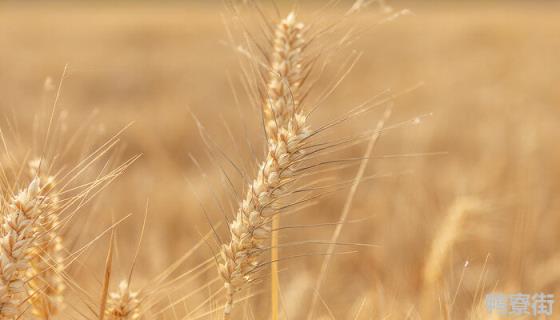 戊唑醇能拌小麦种吗 戊唑醇用法用量