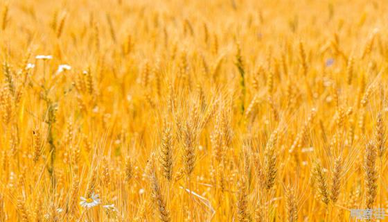 2021年矮杆高产小麦种 2021矮杆高产小麦种