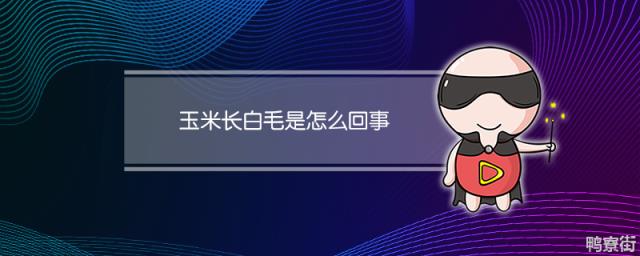 玉米长白毛是怎么回事 青储为什么不发霉