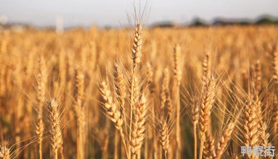 小麦播种量到底多少为适宜