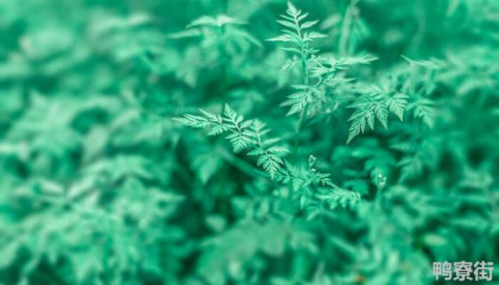 对植物的分布起决定作用的是土质,对吗？对不对