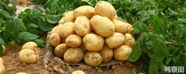 沃土5号马铃薯的特征 中薯5号土豆种子