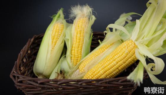 强育H1111玉米种子特征特性
