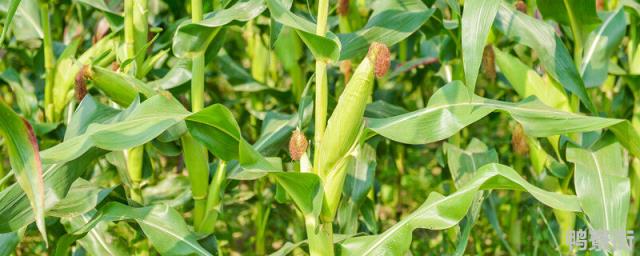 强育H1111玉米种子特征特性