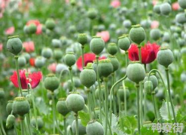 人类最后悔的三个发明是什么
