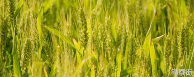 众麦998小麦品种介绍