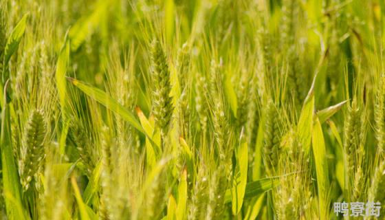 金地828小麦品种