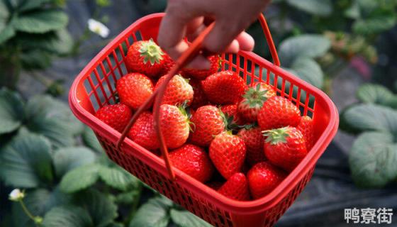 在种植的过程中,草莓需要补钙吗