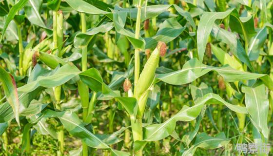 玉米后期锈病影响产量吗 玉米绣病影响产量吗