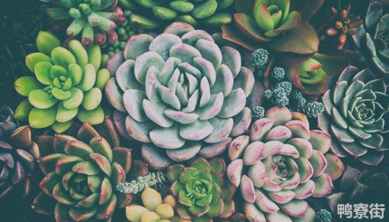 罗琦多肉和劳尔的区别 罗琦多肉和劳尔的区别