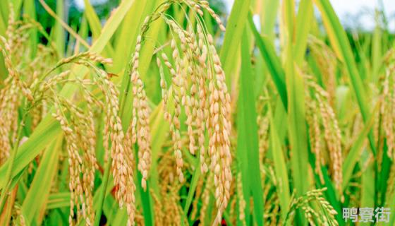 水稻亩产量一般多少斤