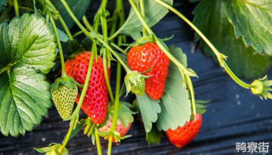 草莓种植过程需要补钙吗