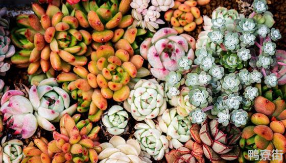 罗琦多肉和劳尔的区别 罗琦多肉和劳尔的区别