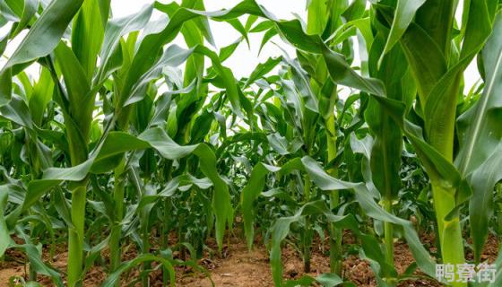 玉米后期锈病影响产量吗 玉米绣病影响产量吗