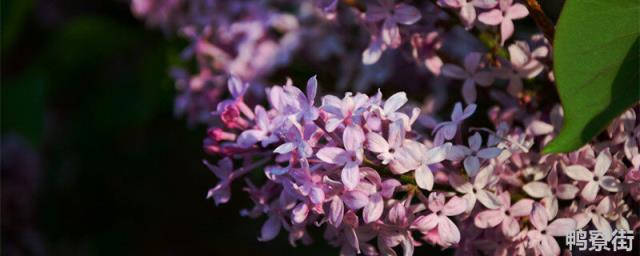 丁香花的越冬方法