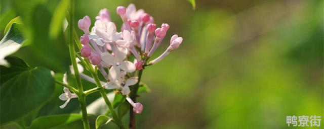 裸子植物的种子