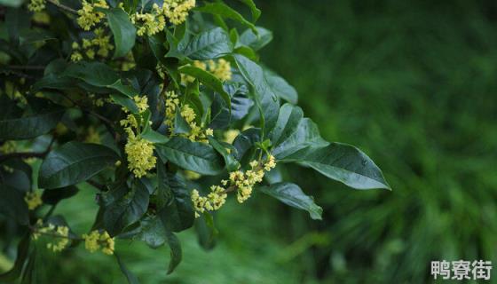 桂花可以开两次吗 桂花树为什么要种两棵