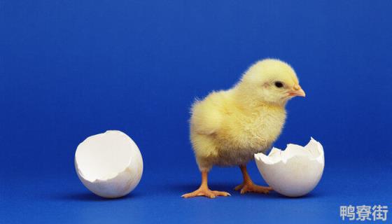 小鸡孵化需要多少天？