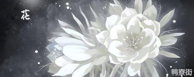 昙花长什么样？