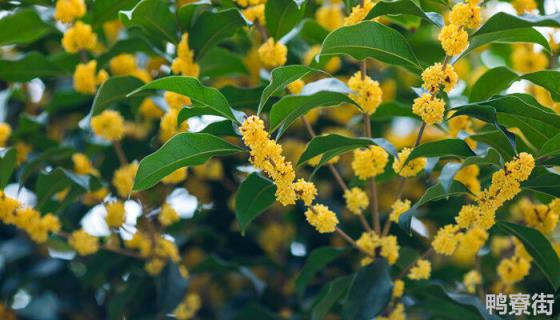 桂花树10月份可以移植吗 移栽桂花十天能生根吗