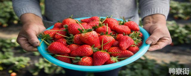 草莓产量