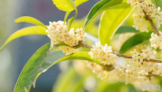 桂花树10月份可以移植吗 移栽桂花十天能生根吗