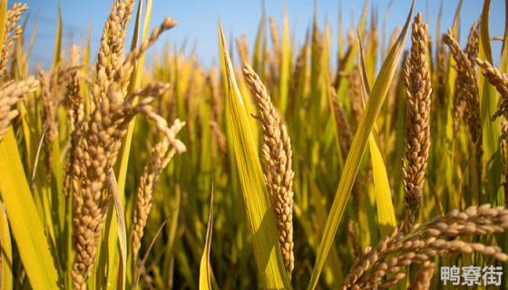 高产抗倒矮秆水稻品种