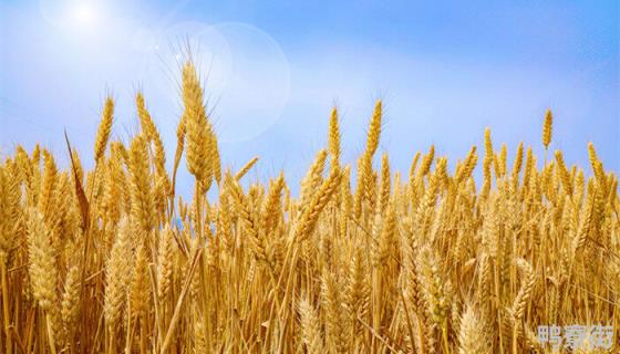 一亩小麦产量多少公斤