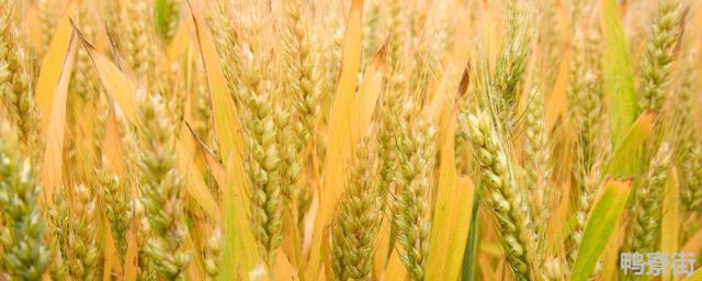 一亩小麦产量多少公斤 一亩土豆产量多少公斤