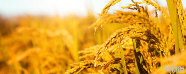 山东小麦播种最佳时期 山东小麦播种最佳播种量