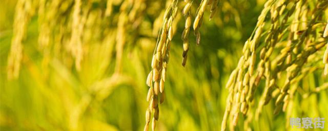 第三代杂交水稻亩产突破多少公斤