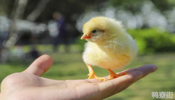 小鸡怎么才能长得快