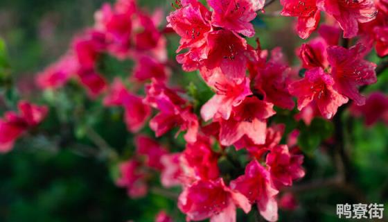 杜鹃花盆景图片