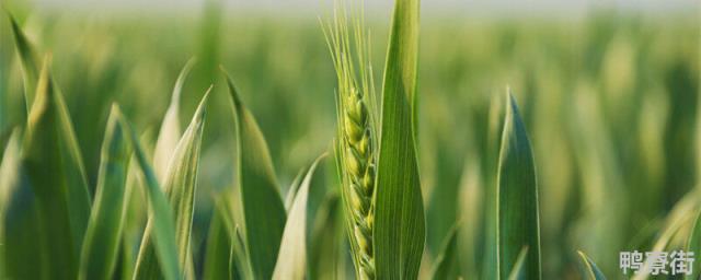 小麦播种一亩地多少斤 小麦一亩地播种多少斤