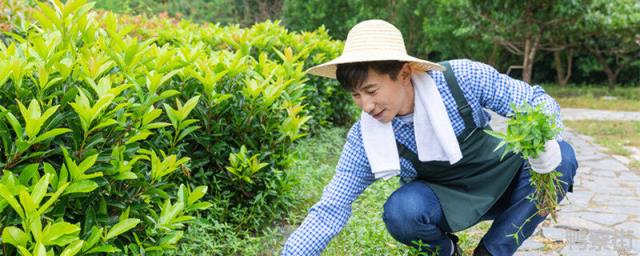 香附子用什么除草剂能根除