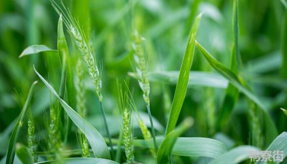 济麦22小麦品种介绍 鲁麦22小麦品种介绍