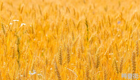 小麦播种一亩地多少斤